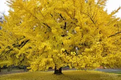 FOR1121_0856_The autumn colours of gingko biloba in Formigine (Italy)