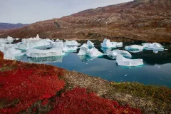 GRO0822_1049_Autumn colours in the tundra (Eastern Greenland)