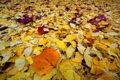 MIL1115_0049_Palette of autumn colours (Giardini Pubblici Milan Italy)