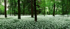 MON0406_0055_Spring blooming of garlic orsini (Parco di Monza Italy)