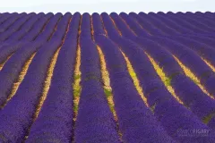 PRO0715_0042_Lavender fields on the Valensole plateau in Provence (France)