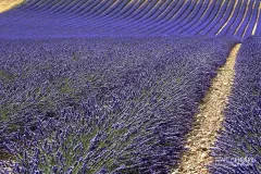 PRO0715_0043_Lavender fields blooming in July (Provence France)