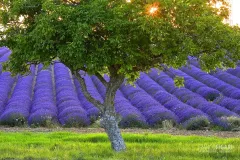 PRO0715_0045_Lavender in bloom in Provence (France)