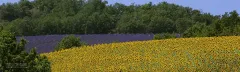 PRO0715_0848_Lavender and sunflowers fields blooming in July (Provence France)