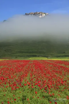 SIB0610_0051_Poppies in springtime on the plateau of Castelluccio (Sibillini Mountains Italy)