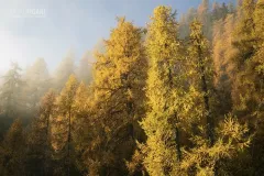 SV10119_0779_Autumn colours in the larch forest (Engadina Switzerland)