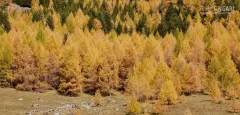 SVI1019_0781_Autumn colours in the larch forest (Engadina Switzerland)