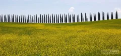 TOS0522_0944_Springtime in Tuscany (Italy)