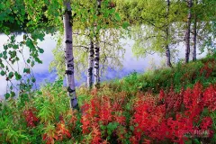 FIN0904_0034_Autumn colours in Lapland (Finland)