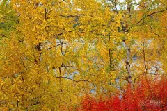 FIN0915_0037_Autumn colours in the taiga (Finland)
