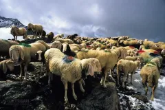 AUS0697_0077_Sheep transhumance in the Alps (Austria)