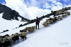 AUS0697_0078_Sheep transhumance in the Alps at the beginning of summer (Austria)