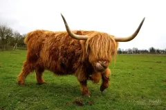 BRE0119_0072_Highland cow (Bretagne France)