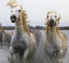 CAM0517_0070_Freedom (Camargue France)