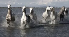 CAM0517_0081_The white horses of Camargue (Provence France)