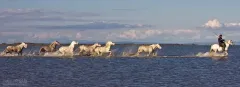 CAM0517_0920_The white horses of Camargue (France)