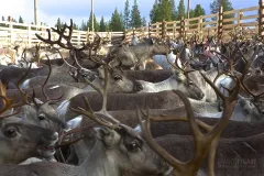 FIN1014_0065_Autumn marking of reindeer in Lapland (Finland)