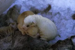 GRO0401_0071_Greenland dog puppies (Greenland)