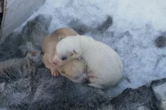 GRO0401_0071_Greenland dog puppies (Greenland)