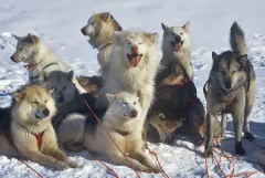 GRO0401_0080_Team of Greenland sled dogs (Greenland)