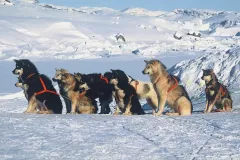 GRO0401_1087_Sled dogs waiting fo food (Greenland expedition)