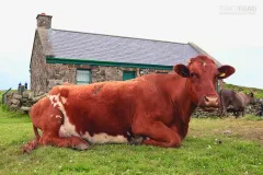 IRL0614_0611_Bucolic portrait (Northern Ireland)