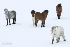 ISL0315_0074_Icelandic horses in the snow (Iceland)