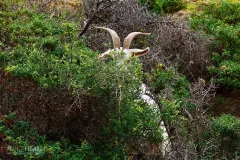 SAR0322_0919_Encounter in the Mediterranean bush (Italy)