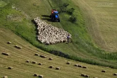 SIB0710_0075_Sheep flock on the Castelluccio Plateau (Sibillini Mountains Italy)