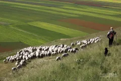 SIB0710_0079_Shepherd with sheep flock on the Castelluccio Plateau (Sibillini Mountains Italy)