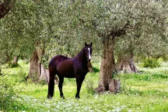 TOS0414_1088_Maremma (Tuscany, Italy)