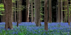 BEL0413_0859_Springtime in Hallerbos forest (Belgium)