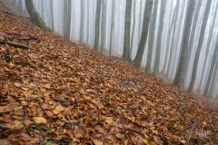 CAS1015_0093_Mist in the Casentino beech forest (Italy)