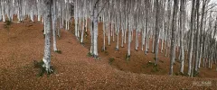 CAS1111_0084_Autumn colours in the beech forest (Casentino Italy)