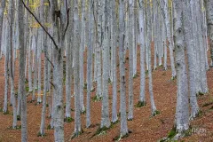 CAS1111_0786_Autumn colours in the beech forest (Casentino Italy)