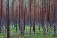 EST0923_1096_Pine forest in Lahemaa National Park (Estonia)
