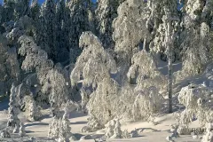 FIN0207_0092_Frozen forest (Finland)