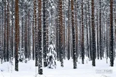 FIN0207_0095_Pine forest in its winter look (Finland)