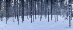 FIN0208_0096_Pine forest in the taiga (Lapland Finland)