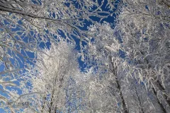 FIN0209_0102_Soft rime in the morning (Finland)