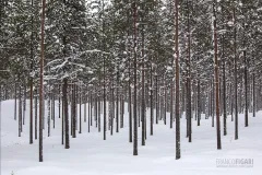 FIN0212_0098_Pine trees in the taiga (Finland)