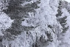 FIN0212_0103_Soft rime on the taiga's pines and birches (Finland)