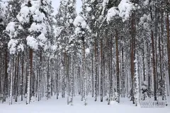 FIN0218_0097_Pine forest on the arctic circle (Finland)