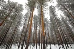FIN0219_0110_Pine trees in the taiga (Finland)