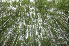 FIN0717_0088_Birch trees (Southern Finland)