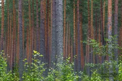 FIN0812_0094_Pine forest (Finland)