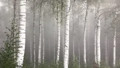 FIN0820_0829_Birch forest in the fog (Finland)