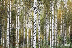 FIN0820_0830_Birch forest (Finland)