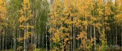 FIN0919_0788_Autumn colours in the forest (Finland)