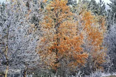 FIN1014_0091_First autumn frosts (Finland)